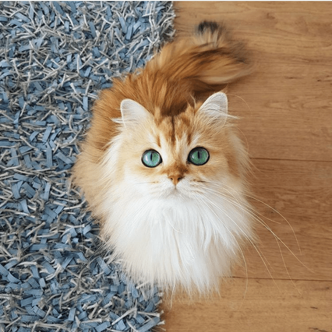 Screen Shot 2018-08-14 at 09.32.36