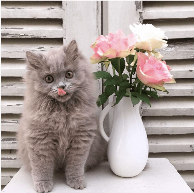 Screen Shot 2018-08-14 at 09.33.23